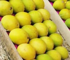 Mangoes in Singapore