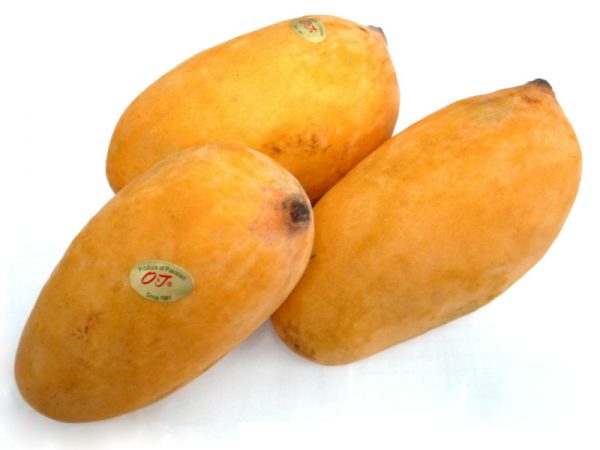 Sindhri